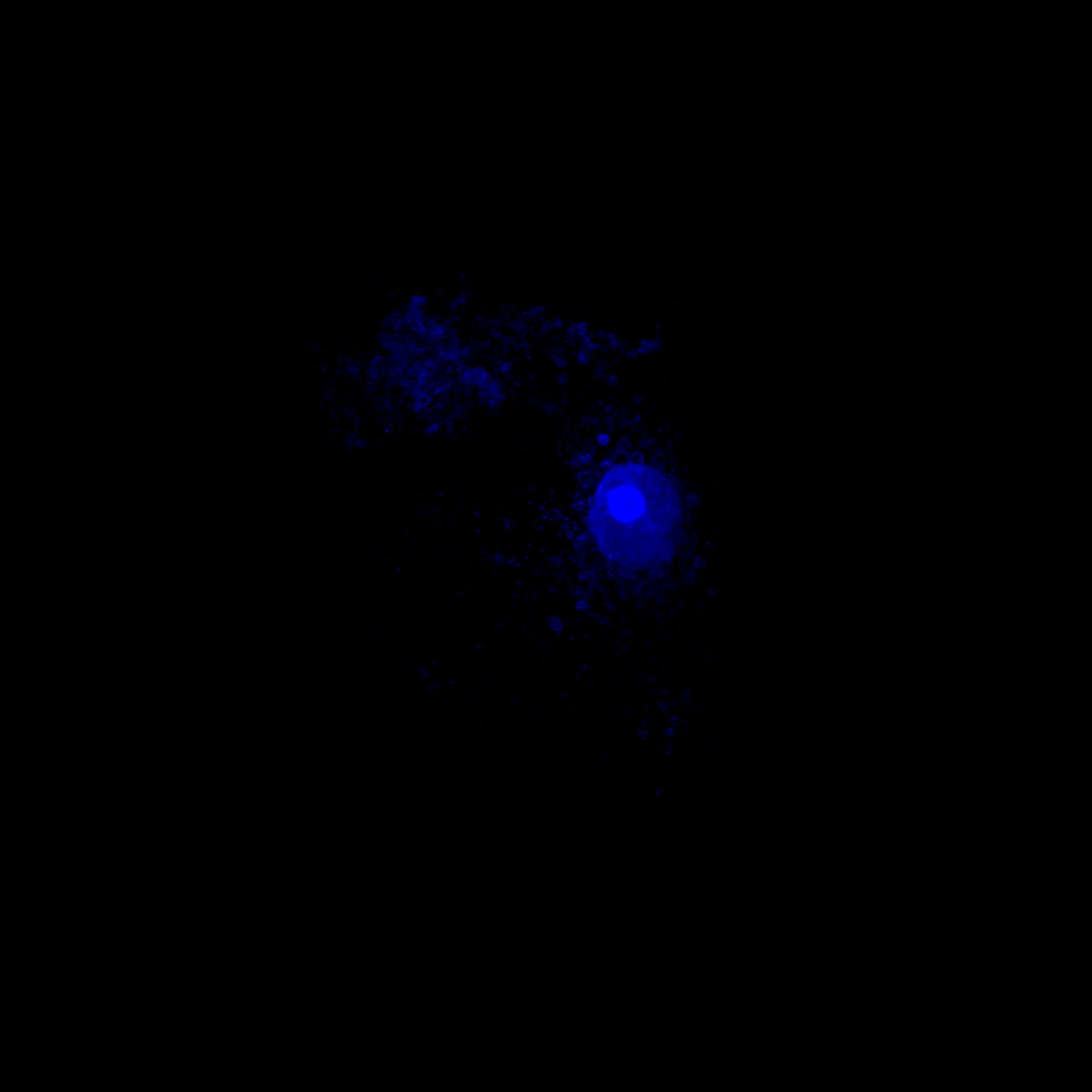细胞核 405