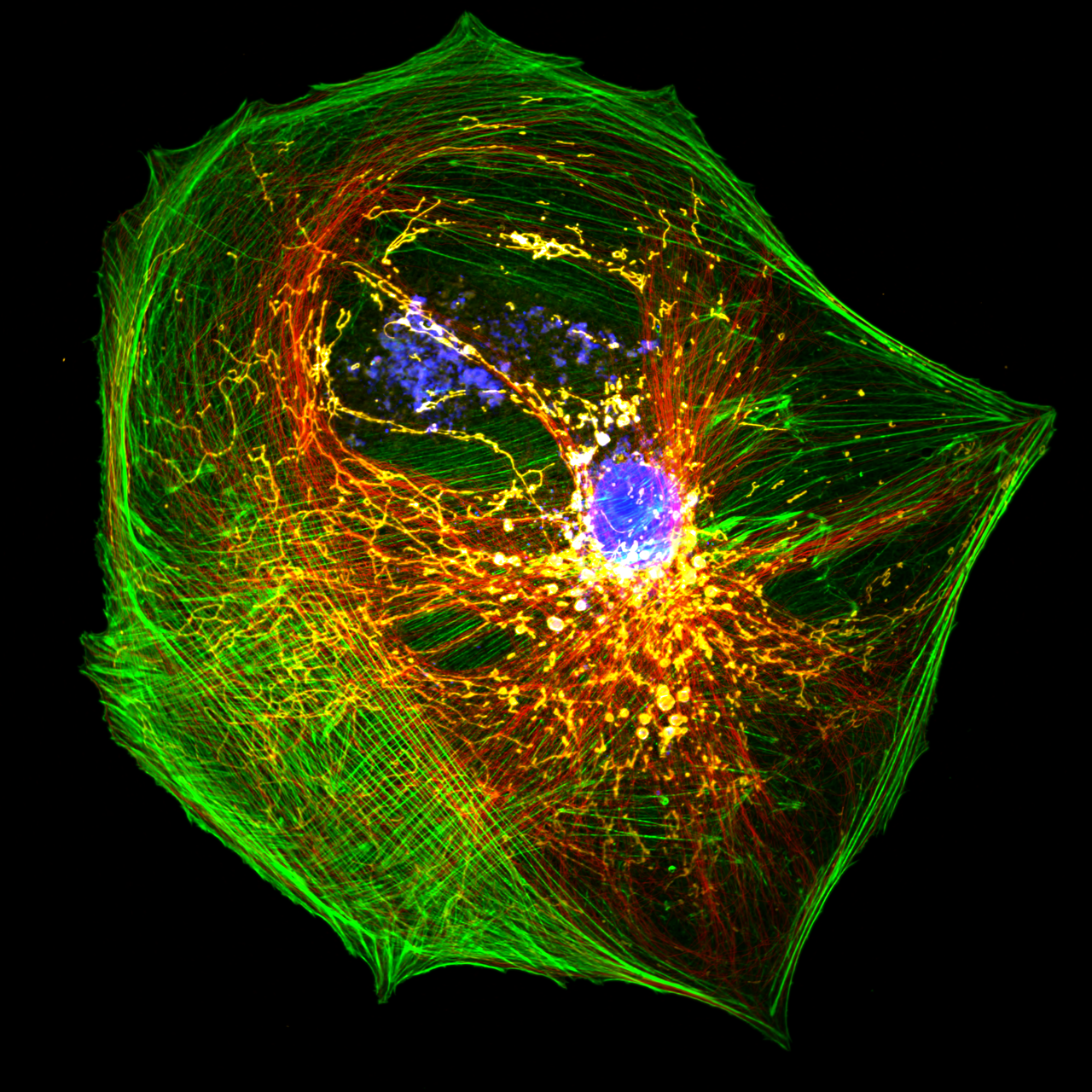 Sunbloss® Tetra Fluorescence Standard Sample