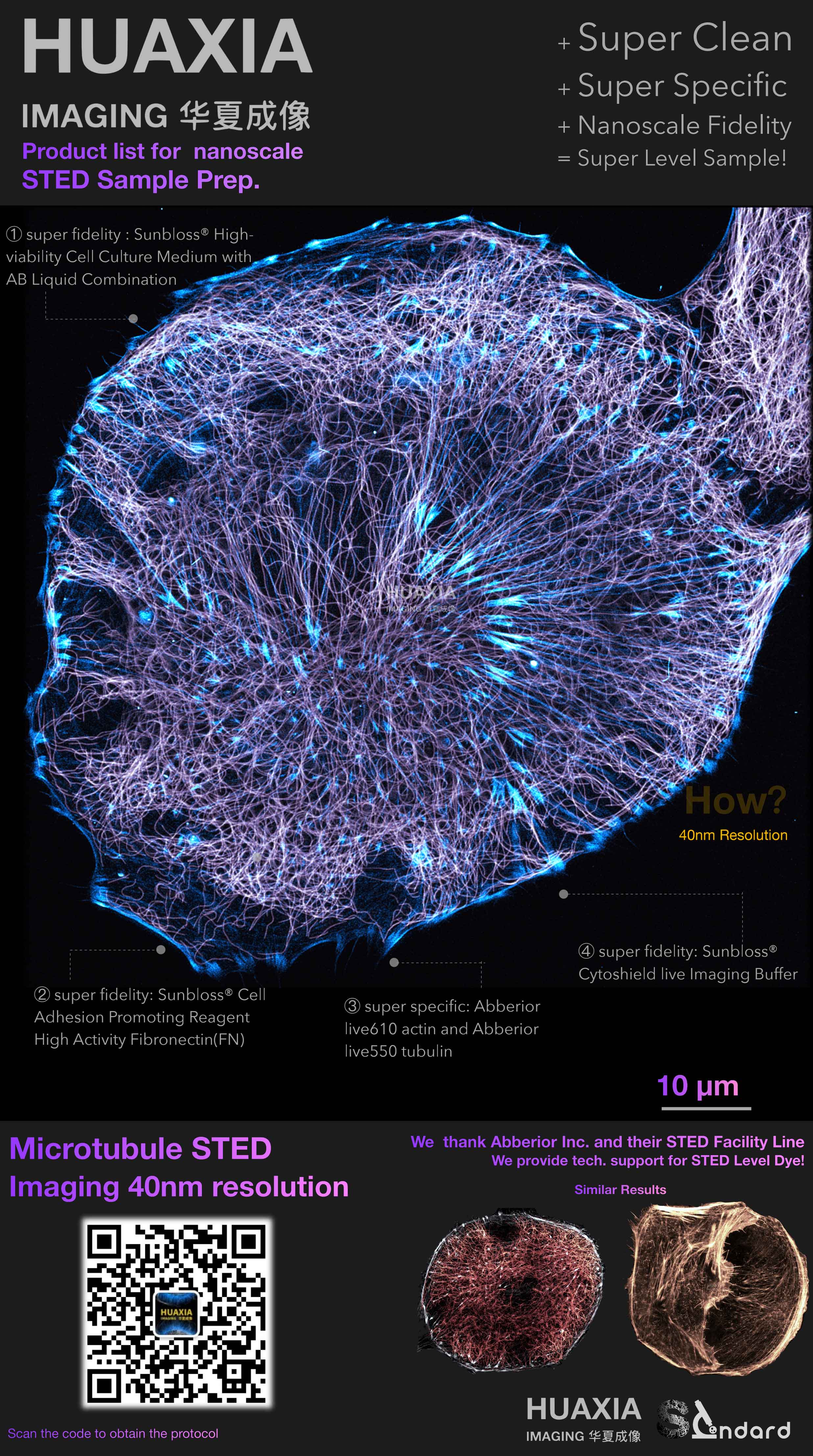 Protocol for high-fidelity live Actin an