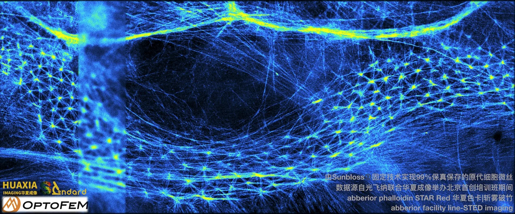 原代星型胶质细胞